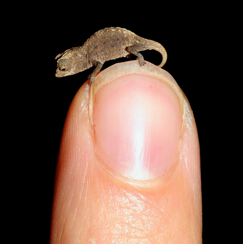 Illustration for article titled World's tiniest chameleon is the size of match's head